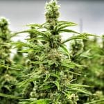 Cannabis Business Can Find A Friend in the Form of Crypto