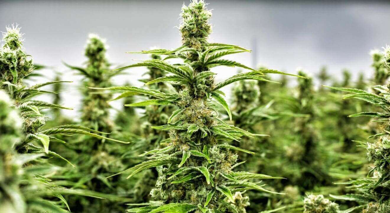 Cannabis Business Can Find a Friend in the Form of Crypto Cannabis Business Can Find A Friend in the Form of Crypto