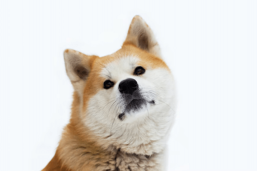 Shiba Inu tegen Akita Inu