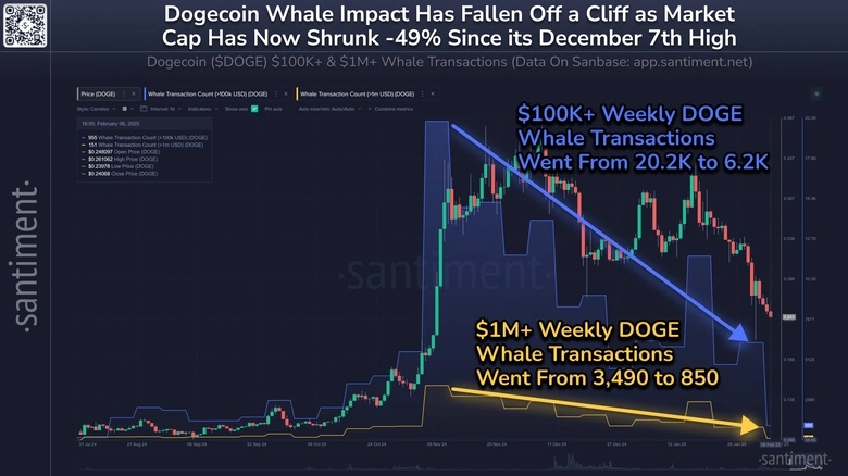 Doge Whale Activity