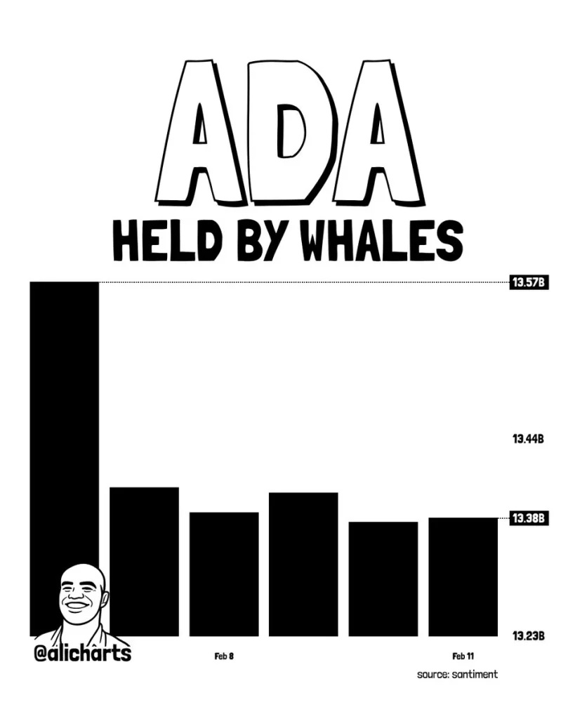 ADA Whale ADA Whale