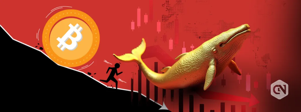 Why Buying This Bitcoin Dip Could Be a Whale Exit Trap